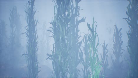 underwater-grass-forest-of-seaweed
